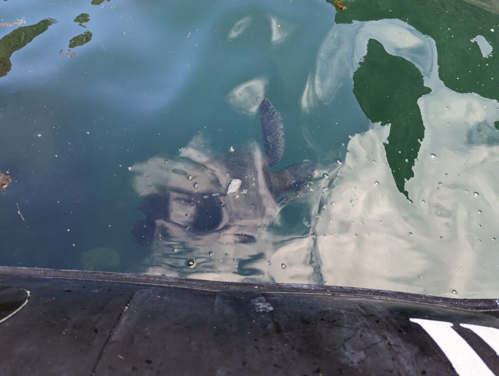 Sea turtle, Galapagos