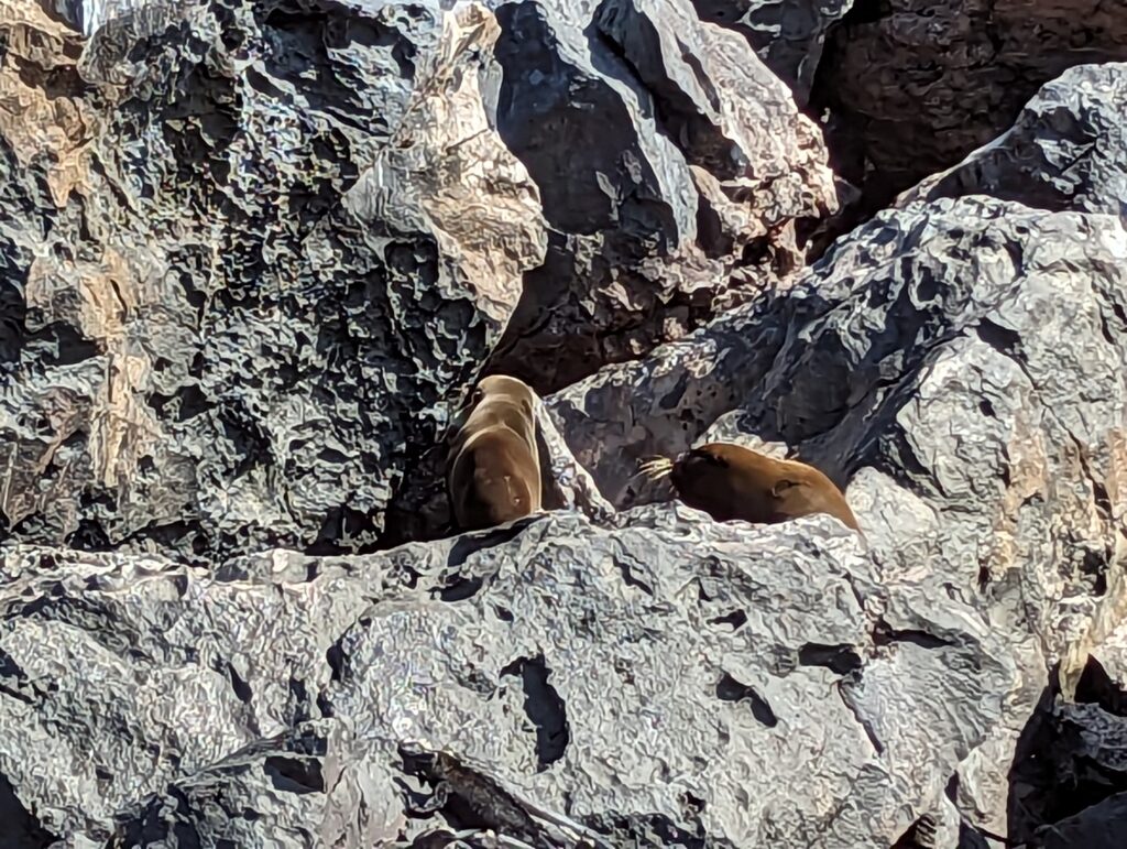 Galapagos sea lions
