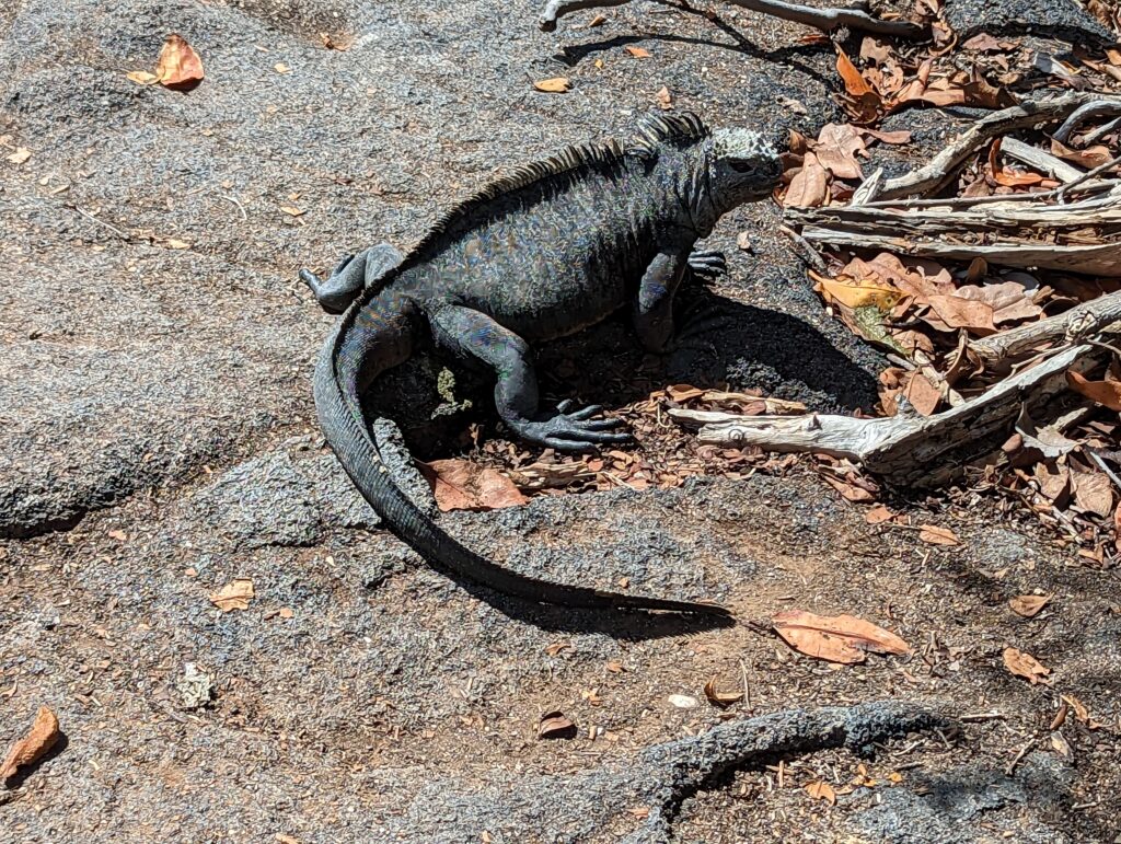 Marine iguana, Fernandina Island