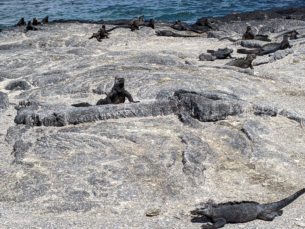 Marine iguana, Fernandina Island