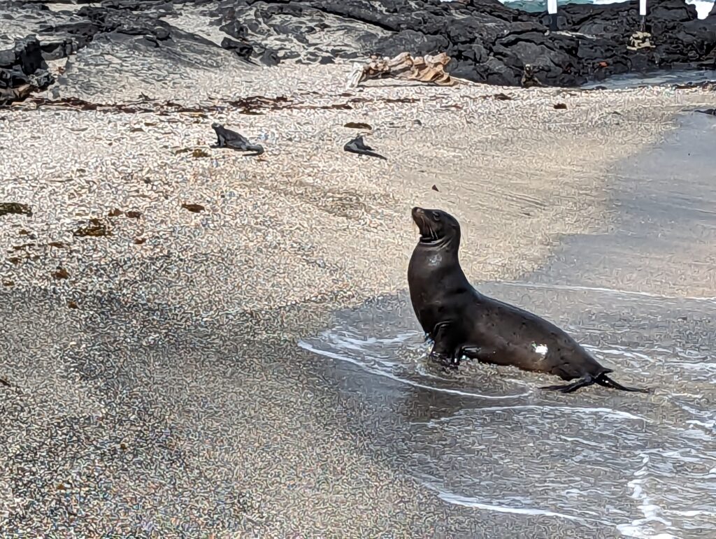 Sea Lion, Fernandina Island