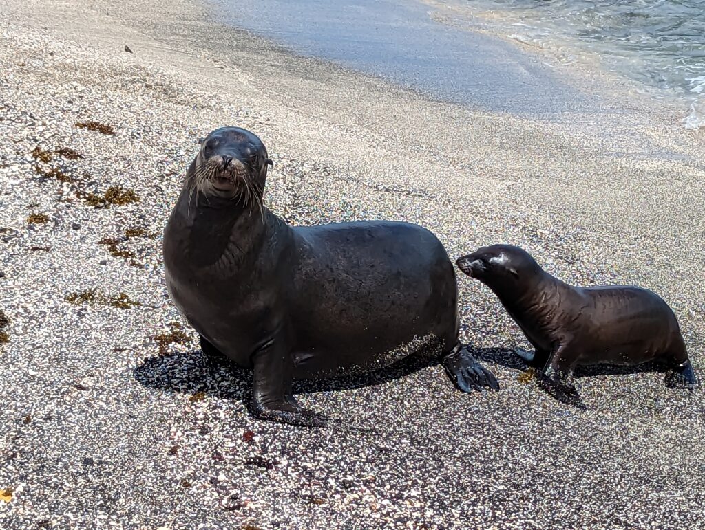 Galapagos Sea Lions, Fernandina Island
