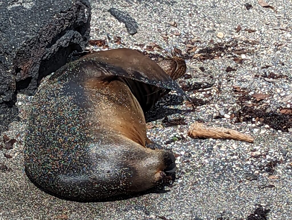 Galapagos Sea Lions, Fernandina Island