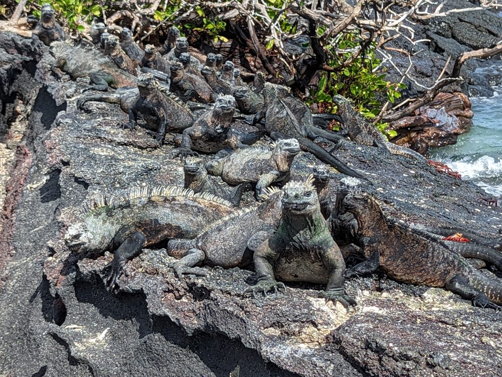 Marine iguanas, Fernandina Island
