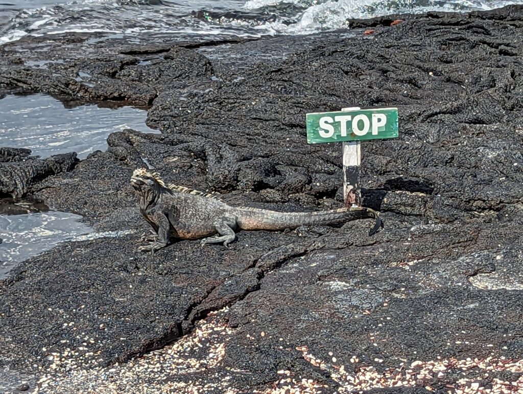 Marine iguana, Fernandina Island