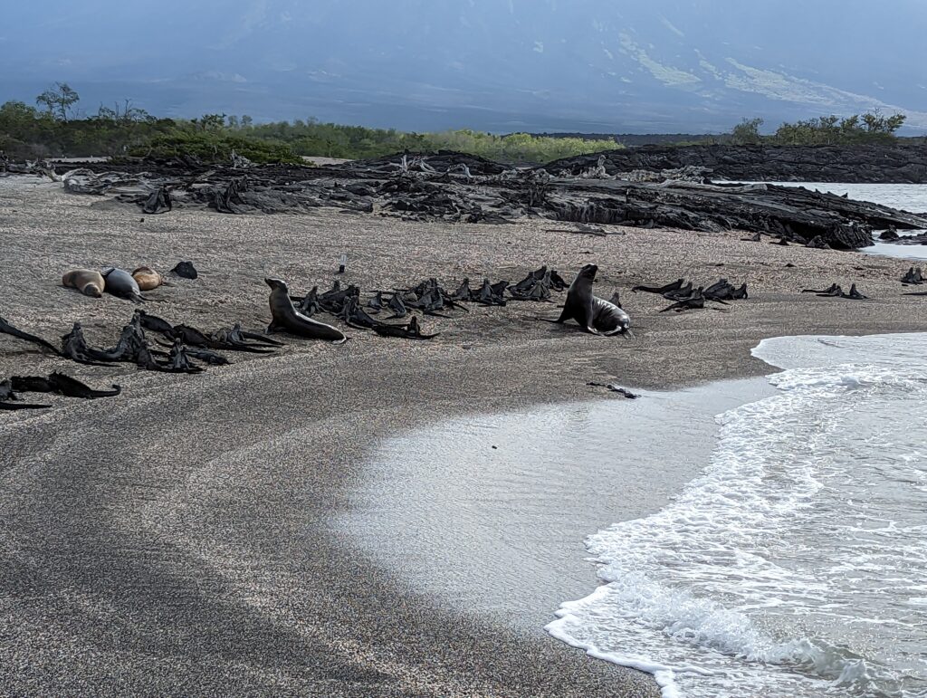 sea lions and marine iguanas, Fernandina Island