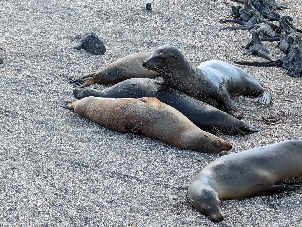 sea lions and marine iguanas, Fernandina Island