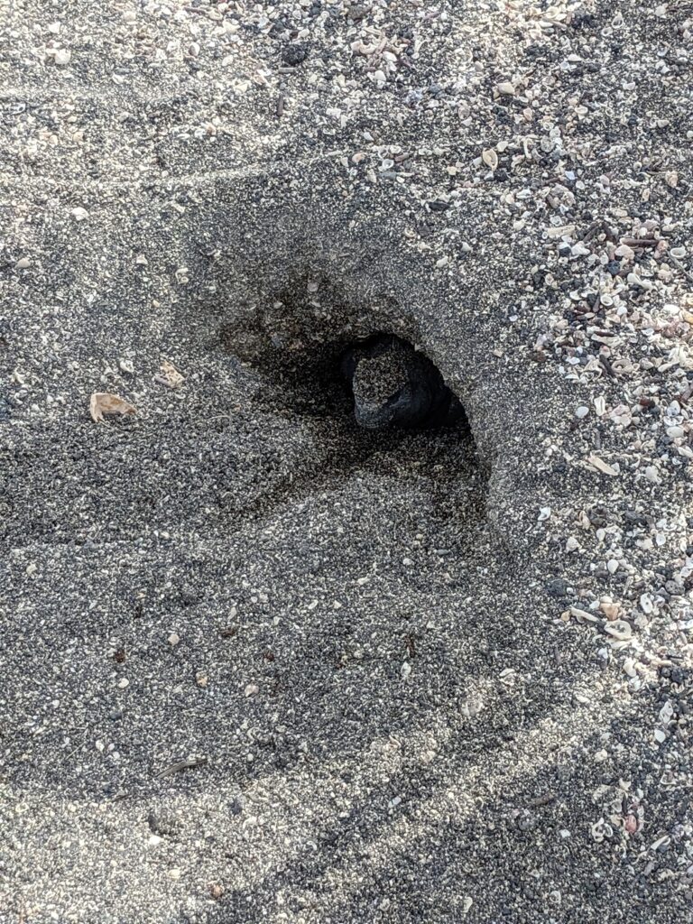 marine iguanas, Fernandina Island
