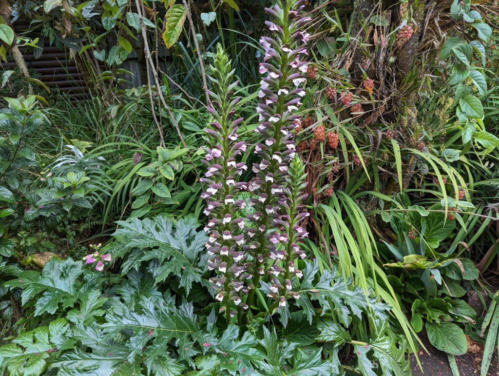 Gardens at Termas Papallacta