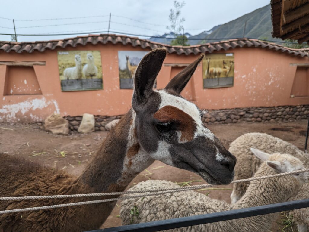 Llama, Yucay Museo de Cultura Viva