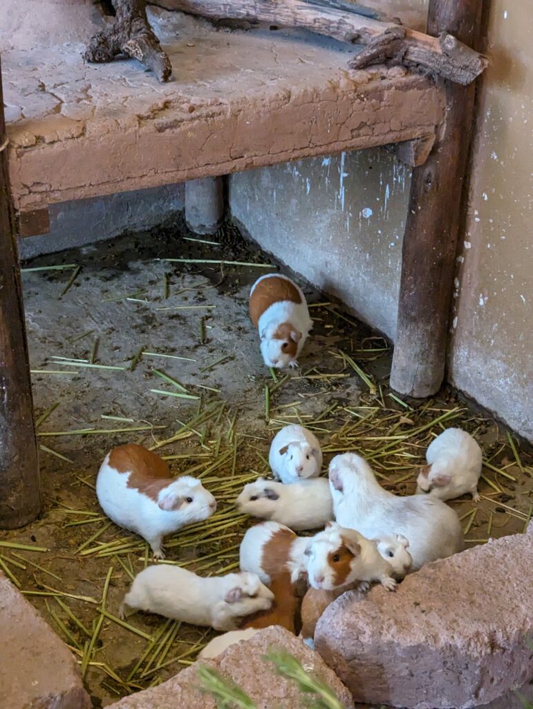 Cuy (Guinea pigs), Yucay Museo de Cultura Viva