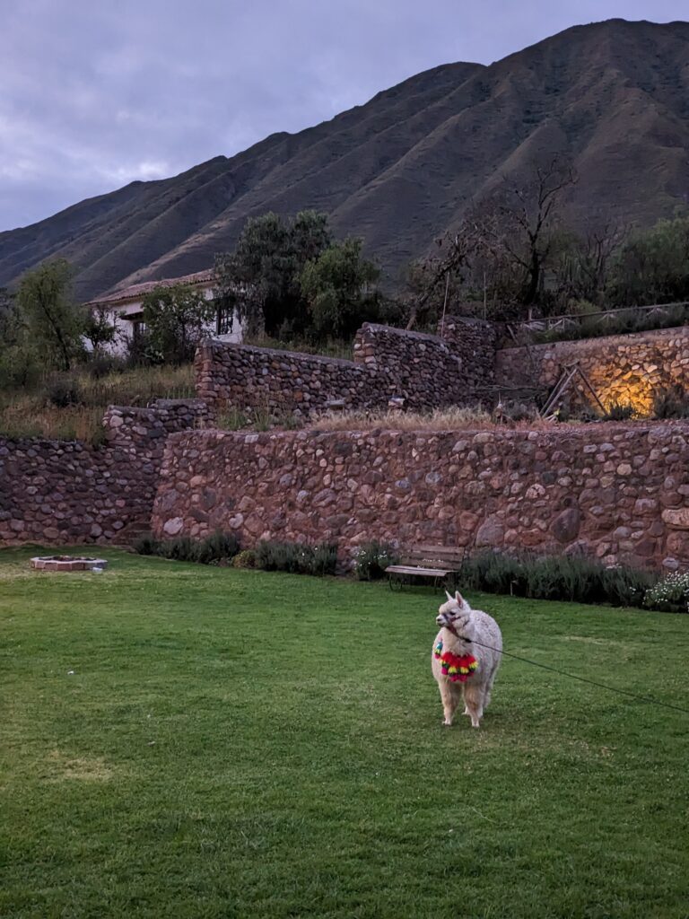 llama, Posadas del Inca Yucay