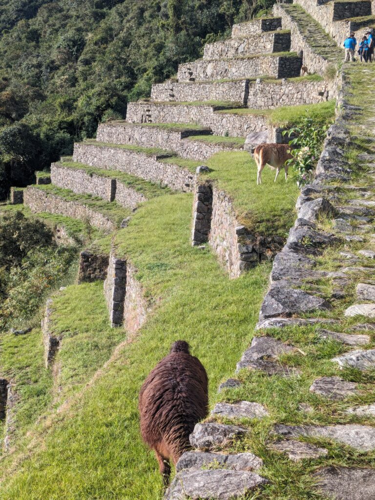Llamas, Machu Picchu