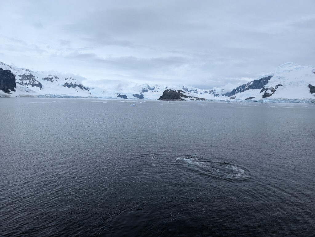 Whales off Danco Island