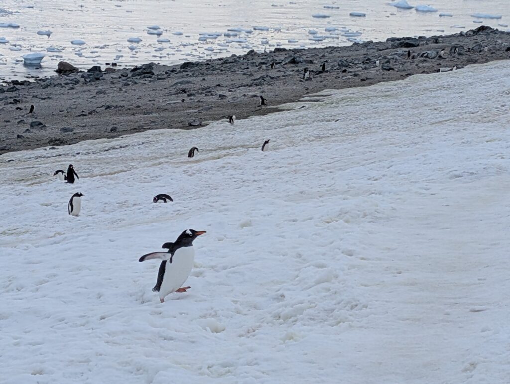 Gentoo penguins, Danco Island