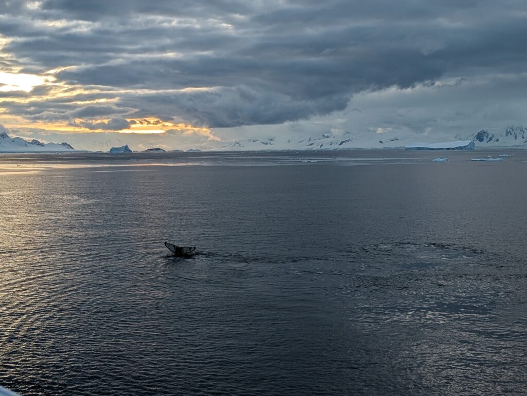 Humpback whales feeding, Antarctica