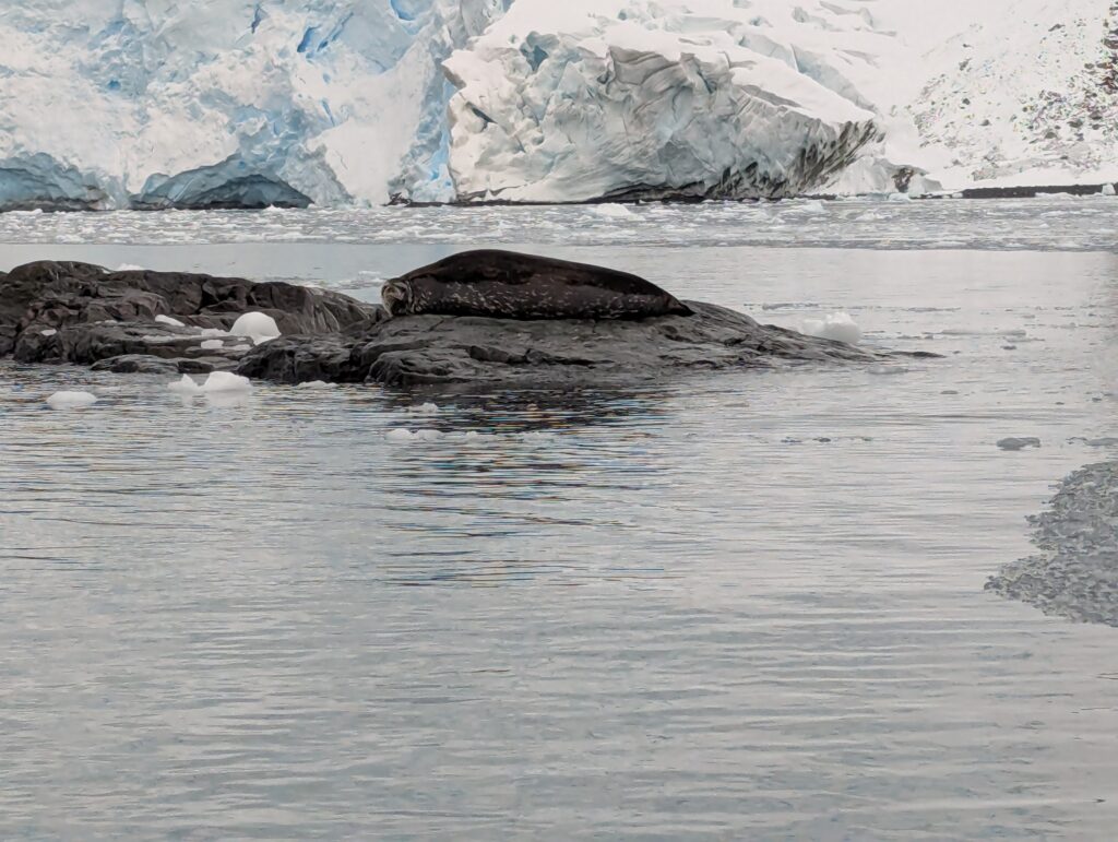 Leopard seal, D'Hainaut island