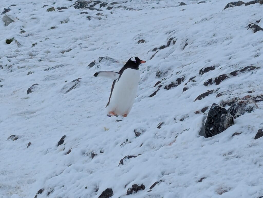 Gentoo penguin, D'Hainaut island