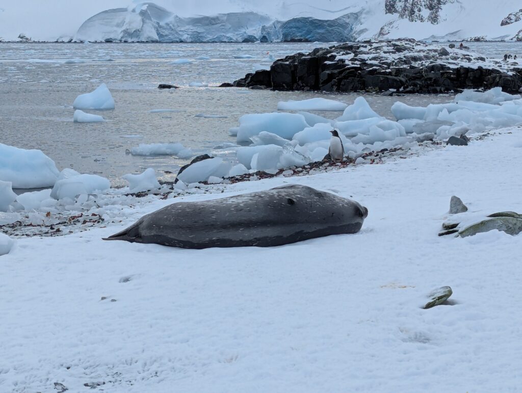 Snoring Weddell seal, D'Hainaut island