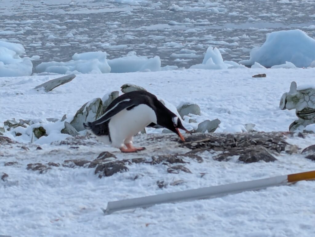 Gentoo penguin, D'Hainaut island