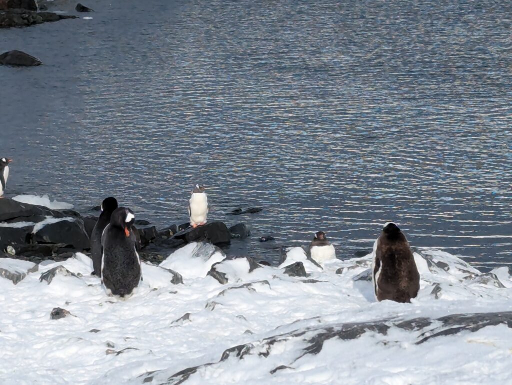 Gentoo penguin, D'Hainaut island