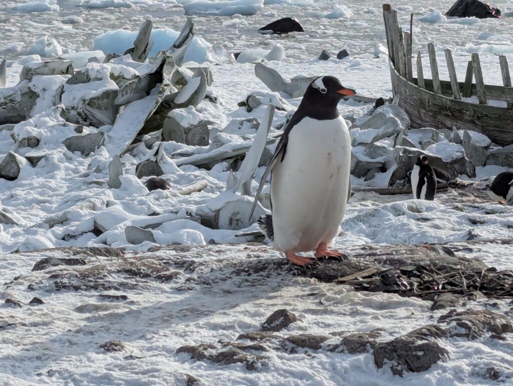 Gentoo penguin and whale bones, D'Hainaut island