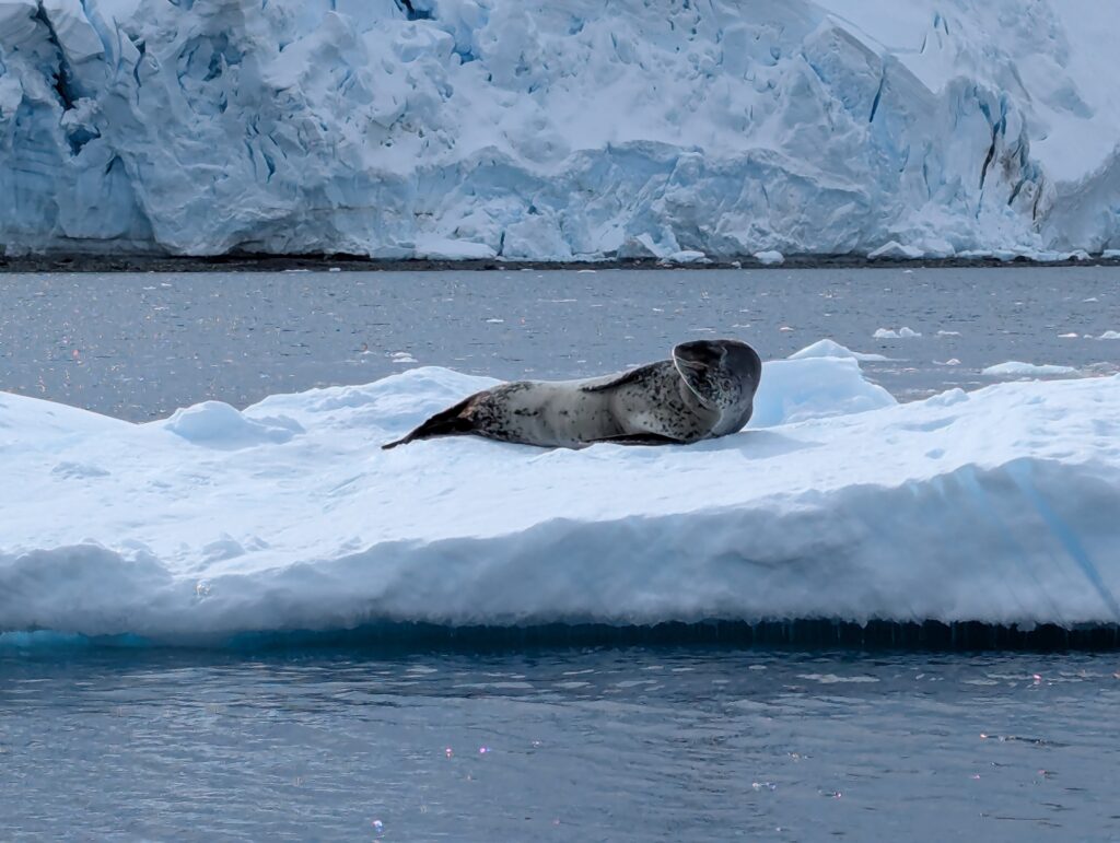 Leopard seal, D'Hainaut island
