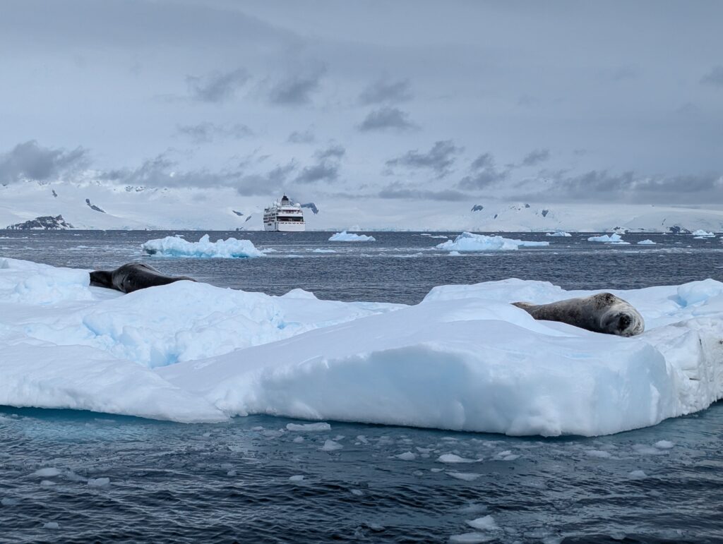 Leopard seals, D'Hainaut island