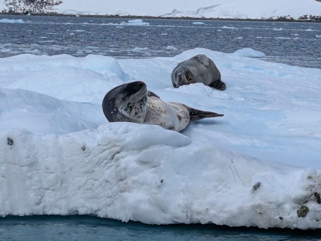Leopard seals, D'Hainaut island