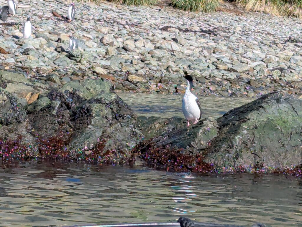 Blue-eyed Shag, South Georgia