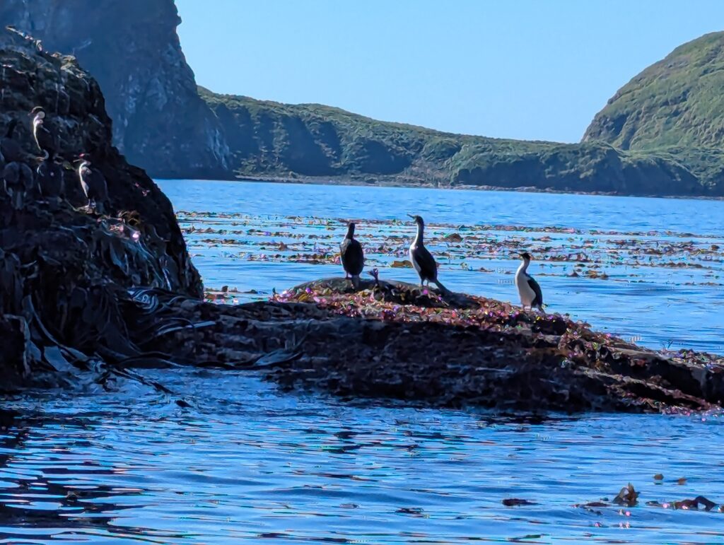 Blue-eyed Shag, South Georgia