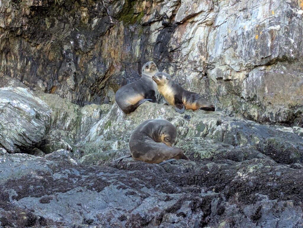 Fur seals, South Georgia