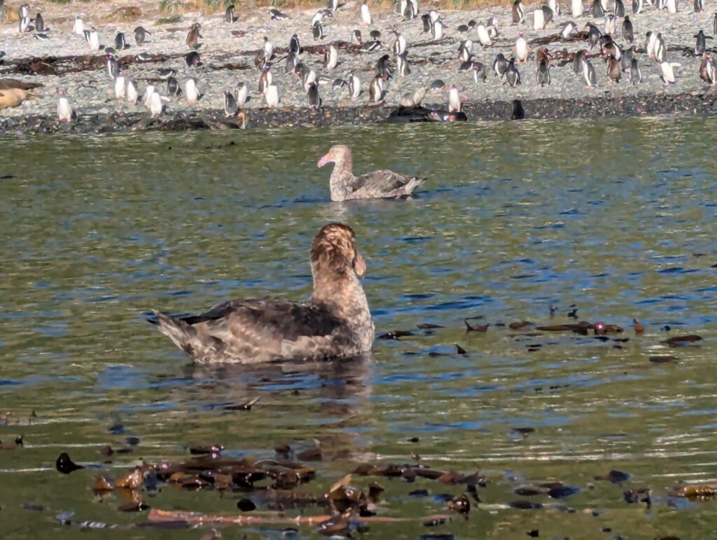 Petrels, South Georgia