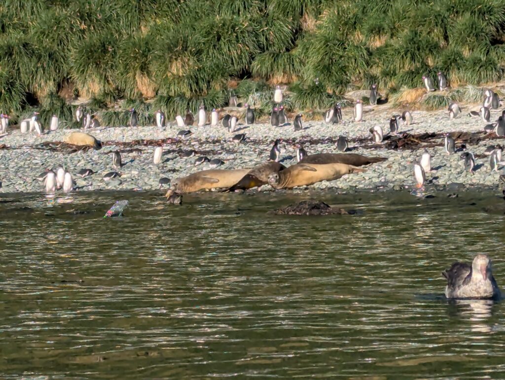 Fur seals, petrels, penguins, South Georgia