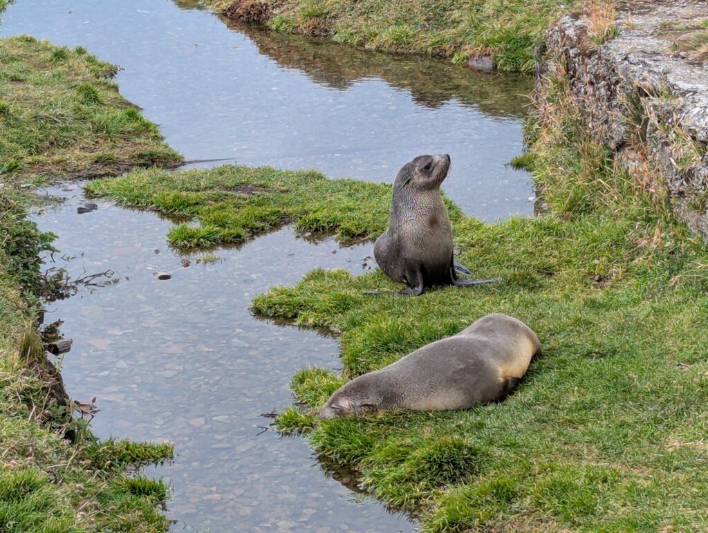 Fur seals, Grytviken