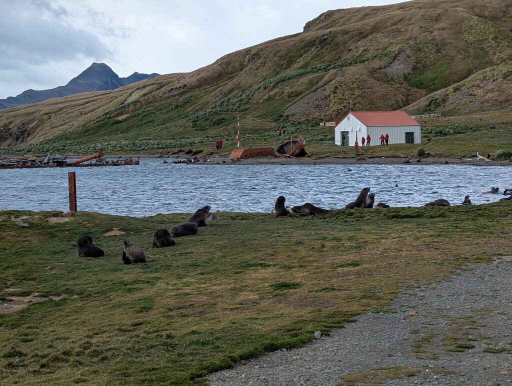 Fur seals, Grytviken
