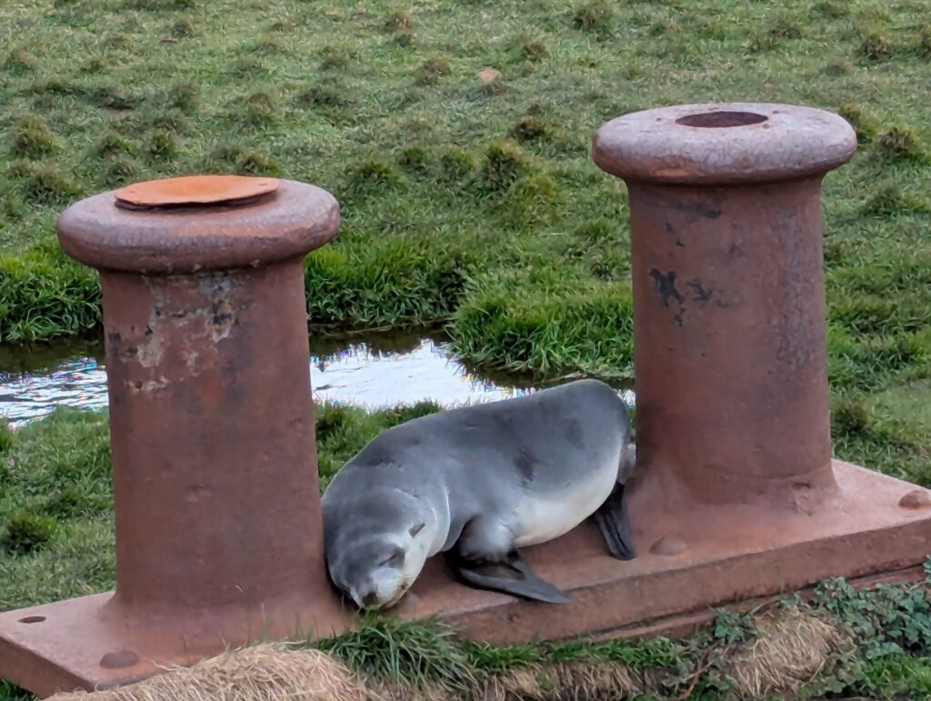 Fur seal, Grytviken