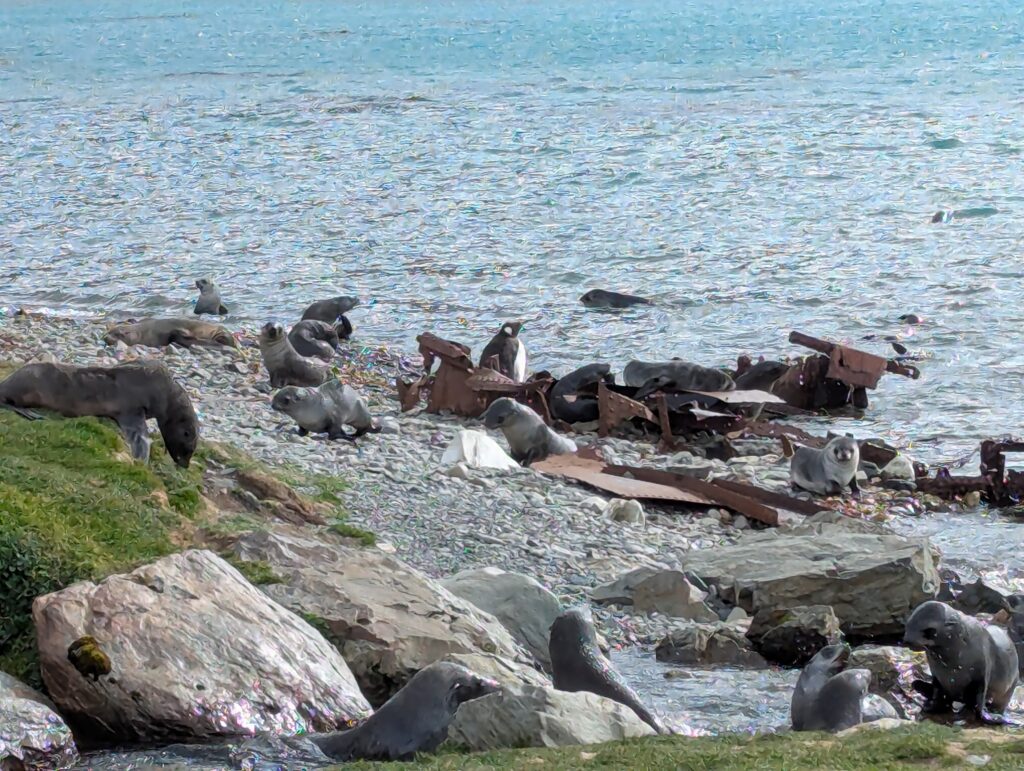 King Penguin amongst the fur seals
