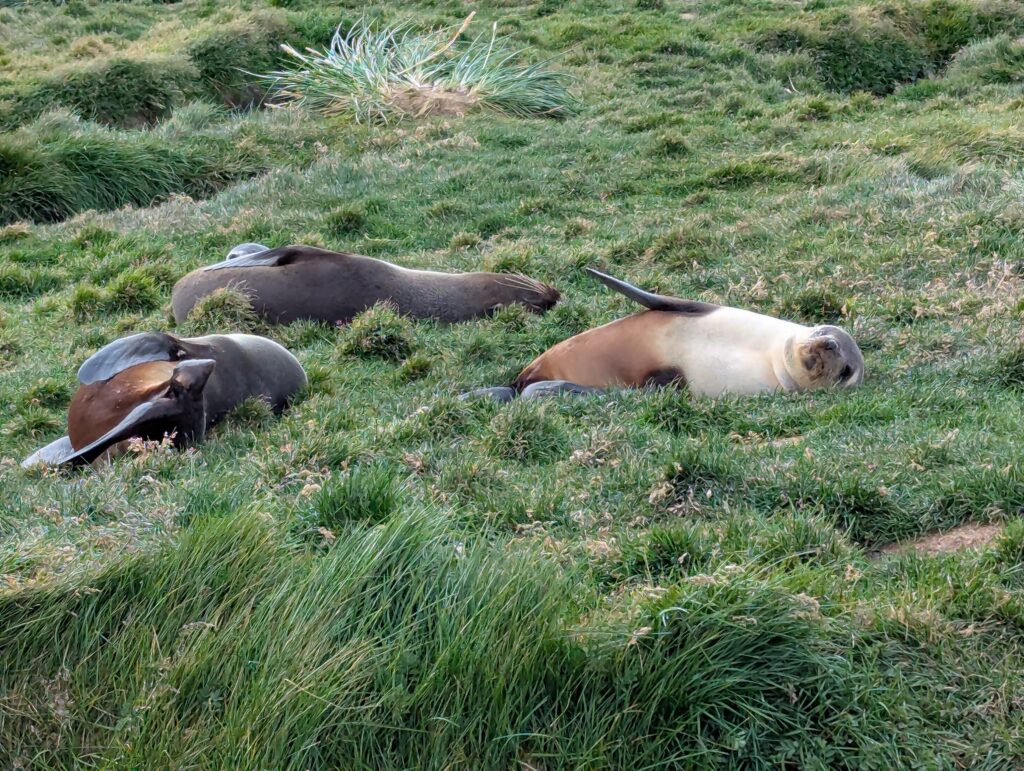 Fur seals, Grytviken
