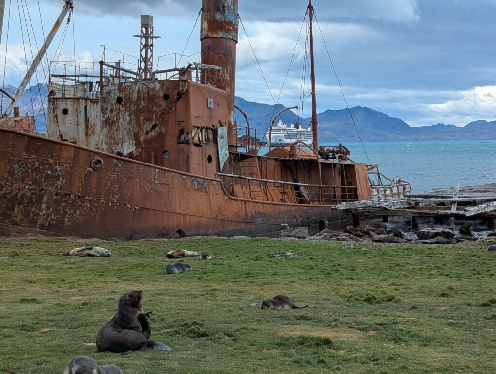 Fur seals at the remains of the Petrel, Grytviken