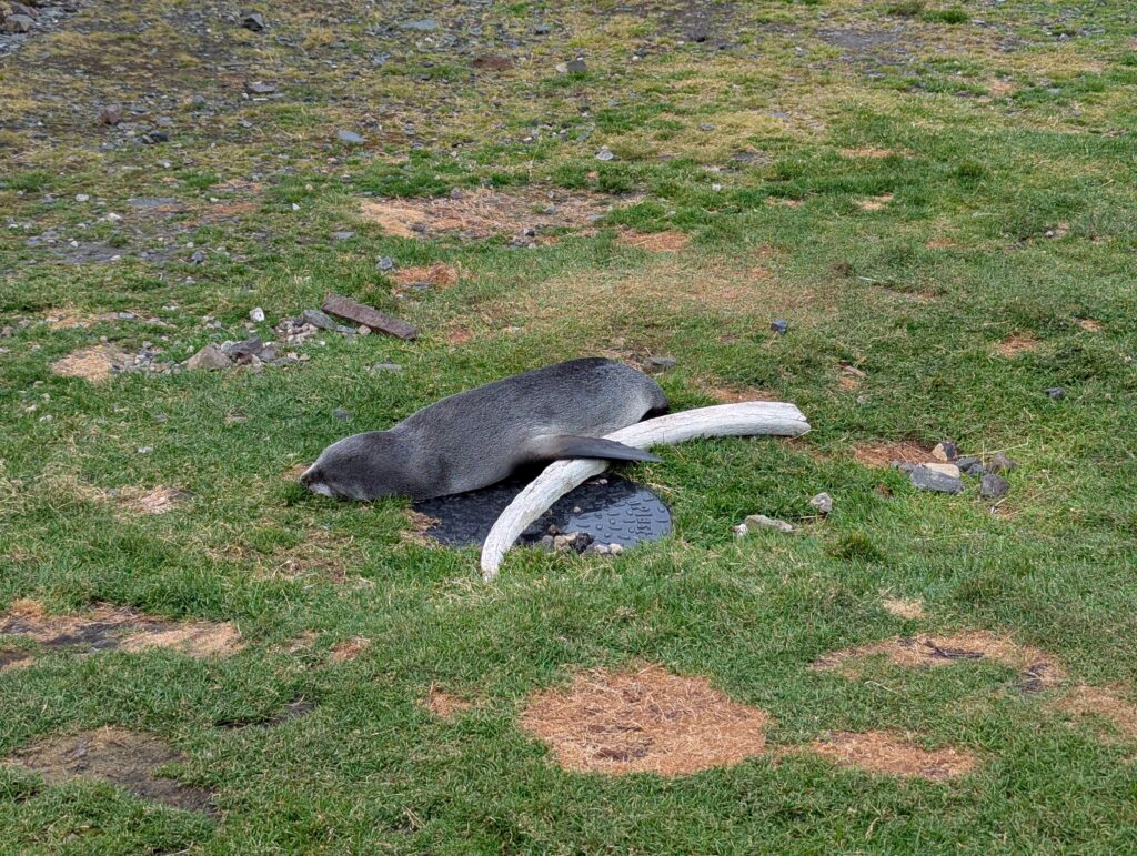 Fur seal with its whale bone toy