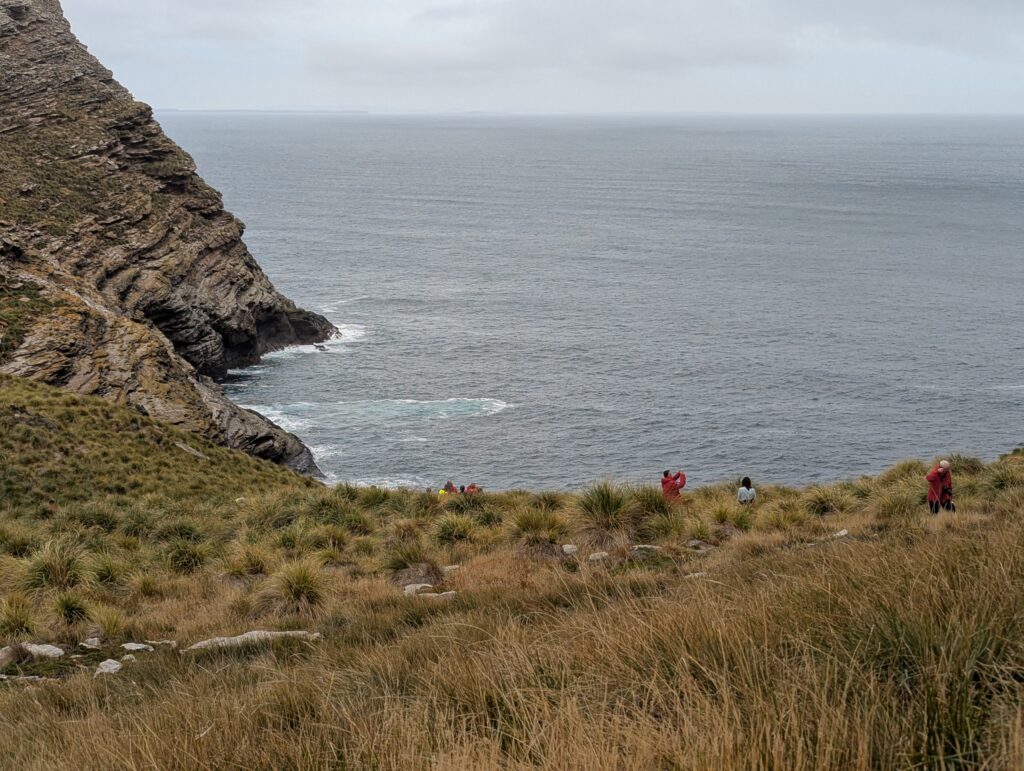 Nesting cliffs, West Point Island, Falklands
