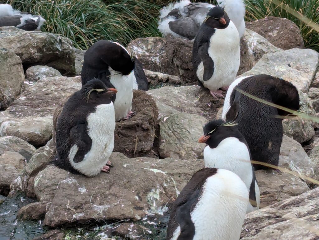 Rockhopper penguins, Falkland Islands