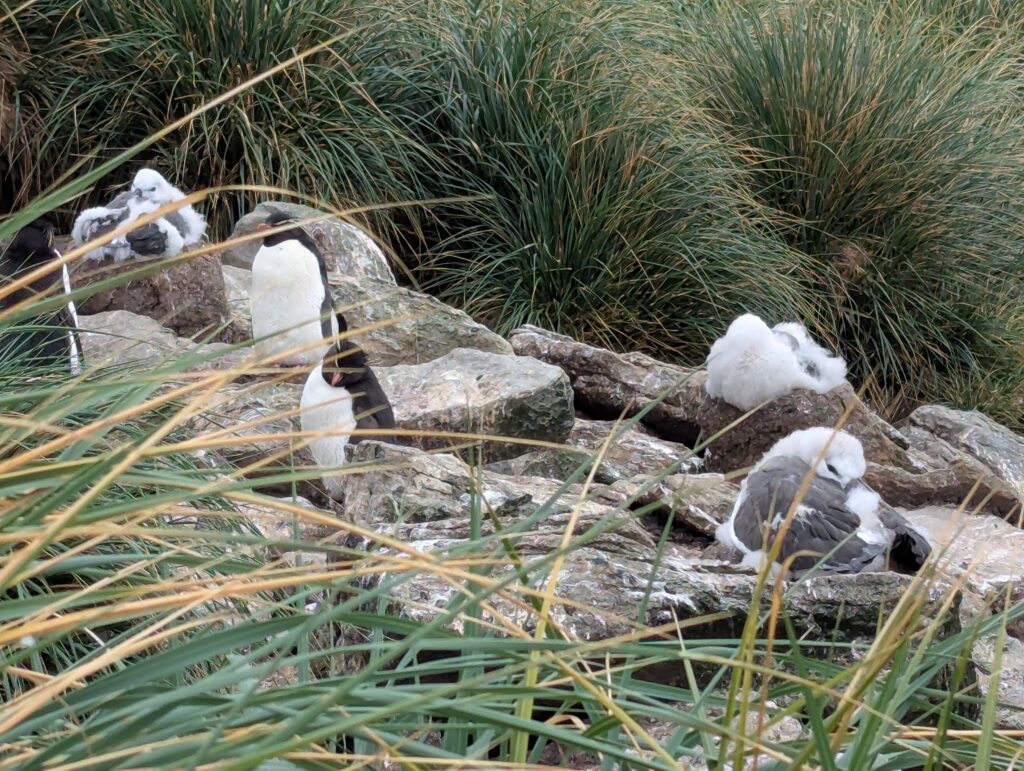 Black-browed albatross and Rockhopper penguin