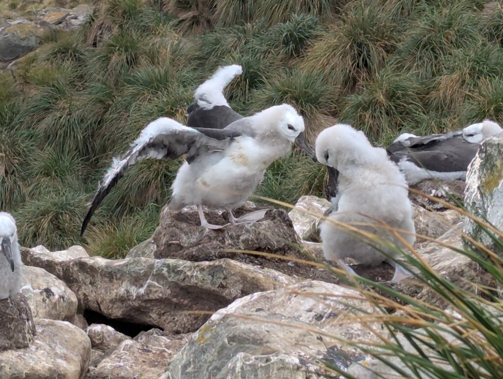 Black-browed albatross, Falkland Islands
