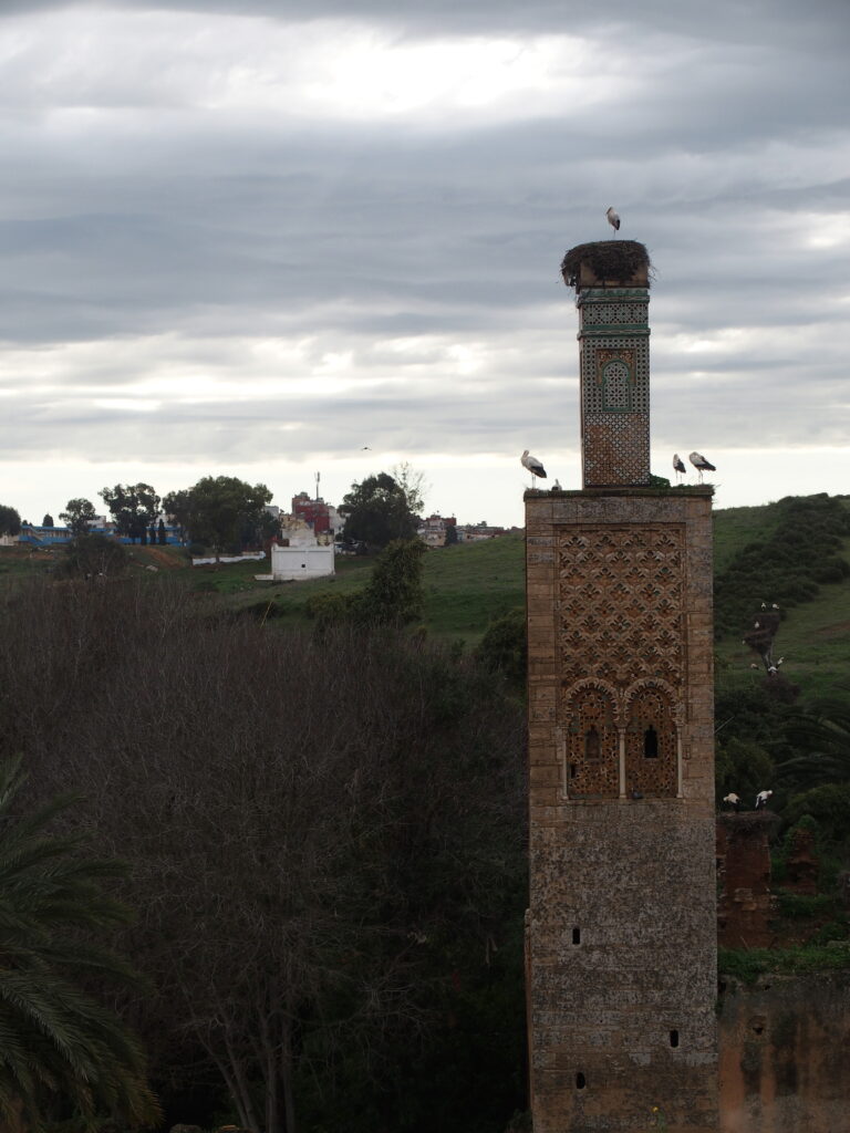 Storks, Chellah Necropolis, Rabat
