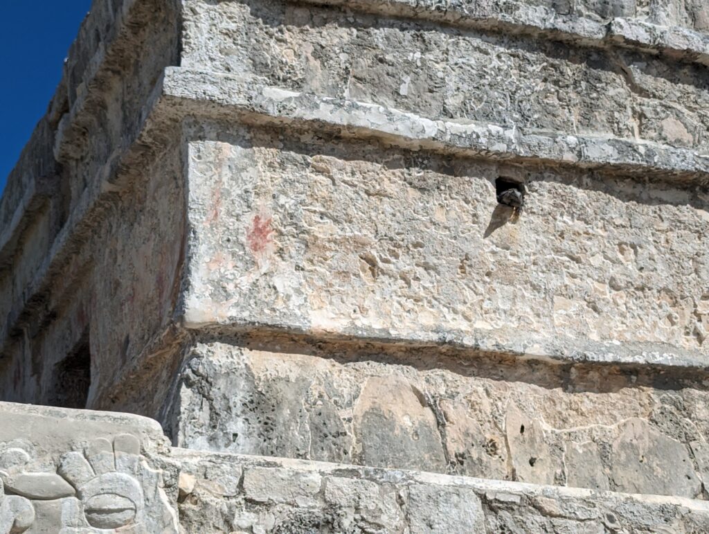 Iguana chilling in Temple of the Frescoes, Tulum