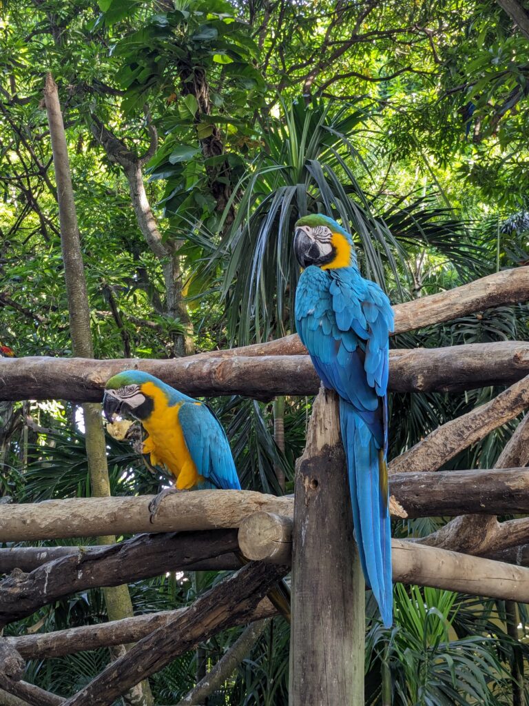 Parrot, Cartagena, Colombia