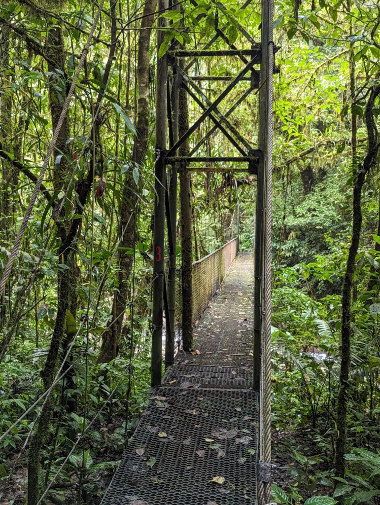 Rainforest bridge