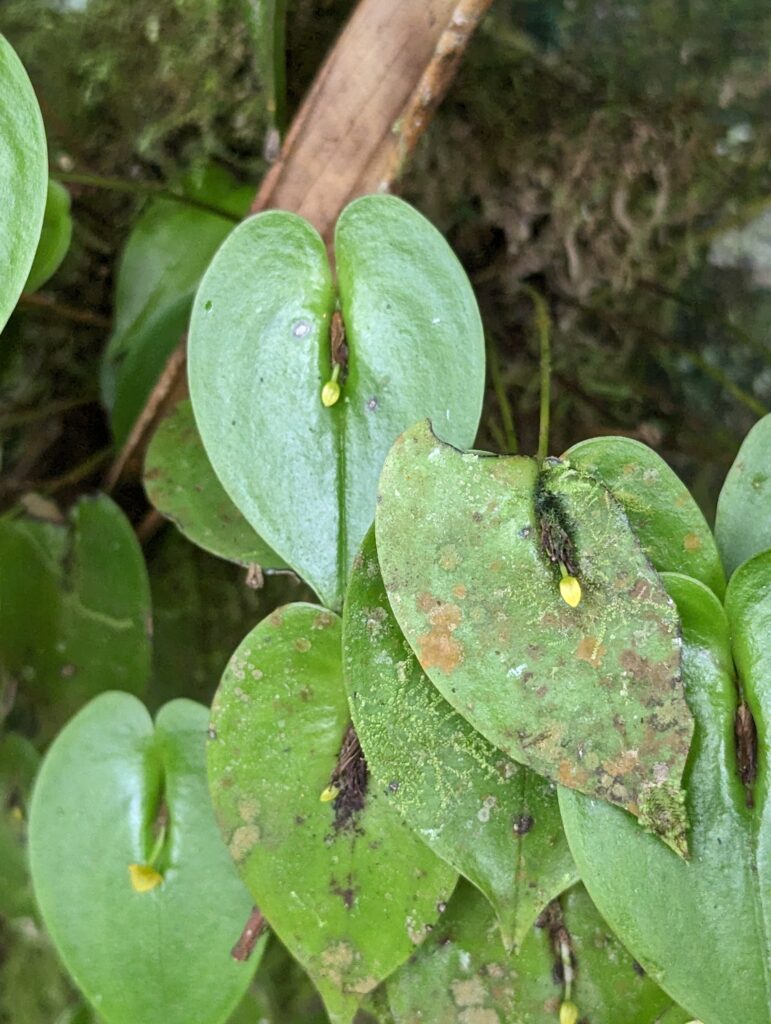 Miniature orchid, Costa Rica